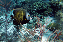 French angel fish